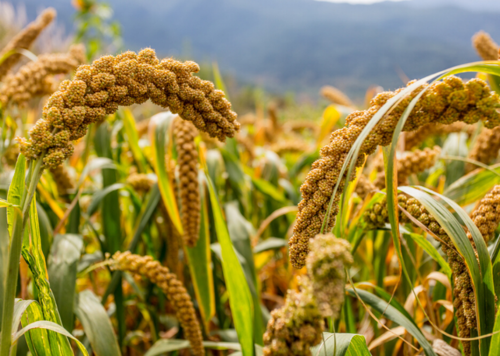 #sept. Millet